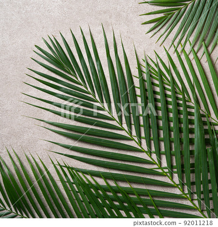 tropical leaves leaves grey background summer summer tropic leaf background トロピカル 92011218