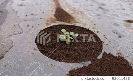 Moroheiya, summer vegetables, vegetables, superfoods 92011428