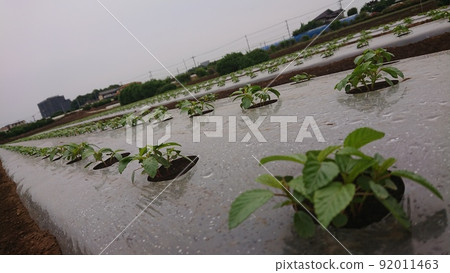 Moroheiya, summer vegetables, vegetables, superfoods Moroheiya, summer vegetables, vegetables, superfoods 92011463
