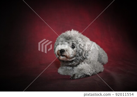 背景中用深色背景布拍攝的玩具貴賓犬 92011554