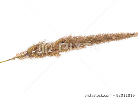decorative grass isolated decorative grass isolated 92011819