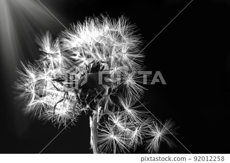 Fluffy white dandelion in black and white Fluffy white dandelion in black and white 92012258