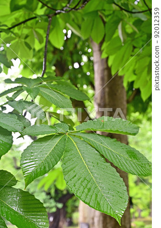 Tree: Tortininaceae 92012359