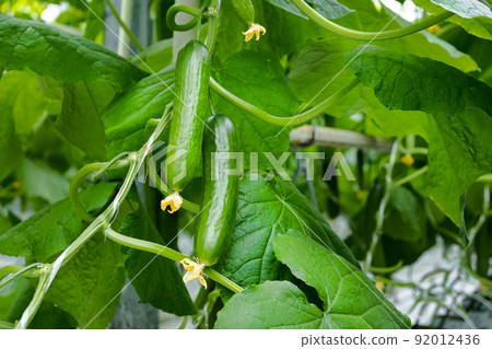 Greenhouse with fresh ripe cucumber. Organic food and vegetables. Healthy eating. Hydroponics in agribusiness. Growing cucumbers in a greenhouse using drip irrigation. Smooth camera movement Greenhouse with fresh ripe cucumber. Organic food and vegetables. Healthy eating. Hydroponics in agribusiness. Growing cucumbers in a greenhouse using drip irrigation. Smooth camera movement 92012436