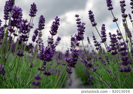 Lavender Field in the summer. Aromatherapy. Nature Cosmetics. Latvia. Lavender Field in the summer. Aromatherapy. Nature Cosmetics. Latvia. 92013059