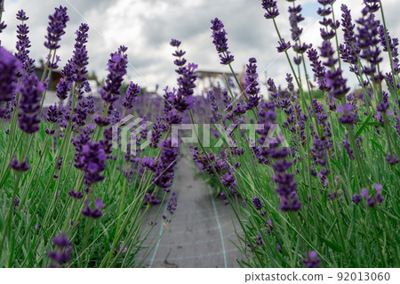 Lavender Field in the summer. Aromatherapy. Nature Cosmetics. Latvia. Lavender Field in the summer. Aromatherapy. Nature Cosmetics. Latvia. 92013060
