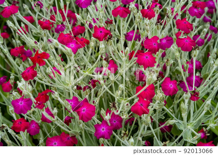 Red garden flowers in a bush. Care for decorative flowers in the garden. Close-up Red garden flowers in a bush. Care for decorative flowers in the garden. Close-up 92013066