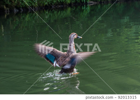 A duck flapping its wings along the boat in Geibikei A duck flapping its wings along the boat in Geibikei 92013315