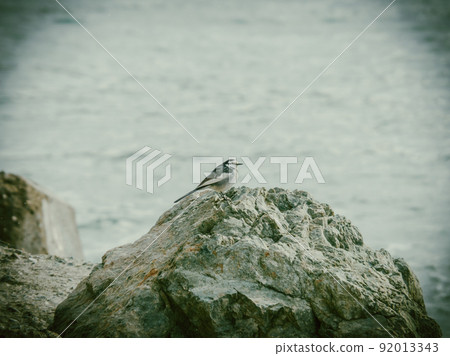 Motacilla 在岩石海灘上的風景 Motacilla 在岩石海灘上的風景 92013343