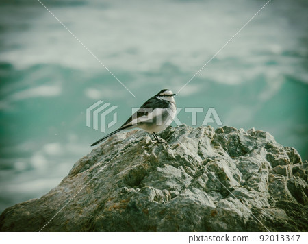 波浪和 motacilla 92013347