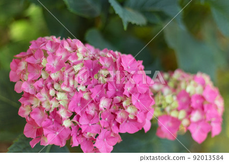 Close up light pink hortensia fresh flowers blur background. 92013584