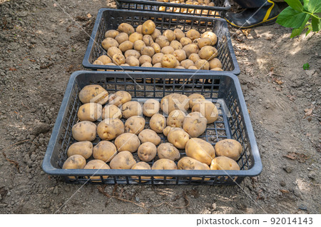Kita Akari harvested in the vegetable garden Kita Akari harvested in the vegetable garden 92014143