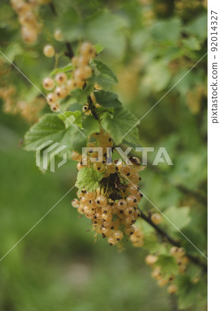 Ripe currants close-up as background. Macro shot of ripening currant berries.  92014327