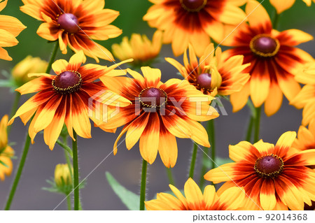 Ludovce Ludovce 92014368