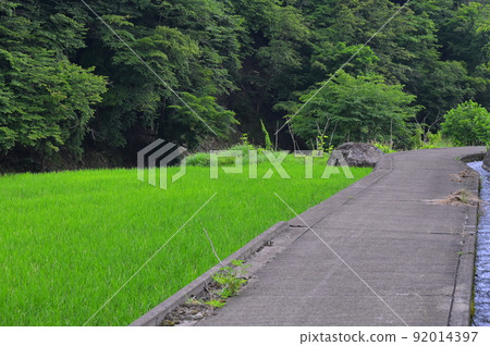 Rice along the rice fields Rice along the rice fields 92014397