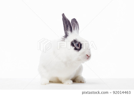 white rabbit with black ears and eyes. Funny fluffy rabbit white rabbit with black ears and eyes. Funny fluffy rabbit 92014463