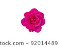 Single pink rose flower isolated on white background 92014489
