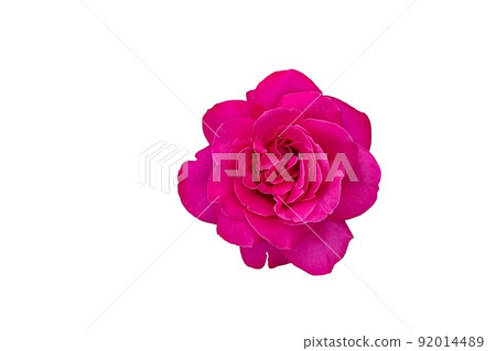 Single pink rose flower isolated on white background 92014489