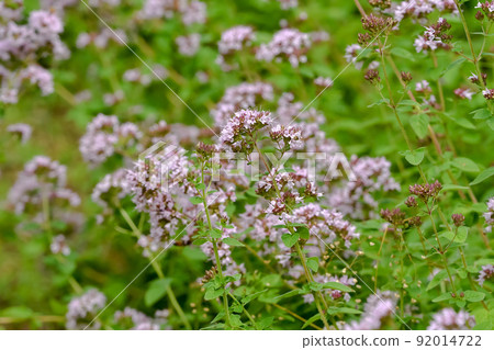 Oregano's flower Oregano's flower 92014722