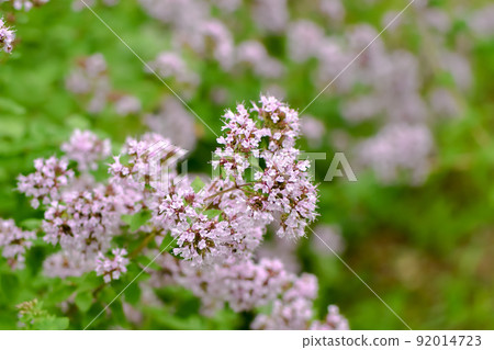 牛至的花 牛至的花 92014723