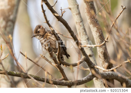 Red feathers on a male Japanese pygmy woodpecker Red feathers on a male Japanese pygmy woodpecker 92015304