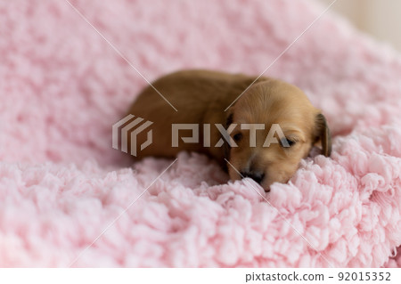 Puppy Kaninhen Dachshund Puppy Kaninhen Dachshund 92015352