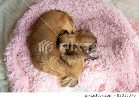 小狗 Kaninhen Dachshund 母乳喂養 92015370