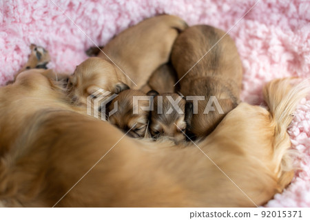 小狗 Kaninhen Dachshund 母乳喂養 92015371