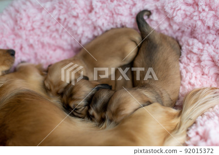 小狗 Kaninhen Dachshund 母乳喂養 92015372