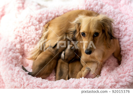 小狗 Kaninhen Dachshund 母乳喂養 92015376