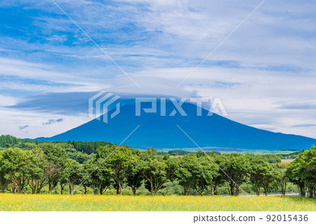 (Shizuoka Prefecture) Mt. Fuji with hanging clouds over the fields where western dandelions bloomed 92015436