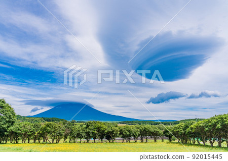 (靜岡縣)西蒲公英盛開的田野,雲霧繚繞的富士山 (靜岡縣)西蒲公英盛開的田野,雲霧繚繞的富士山 92015445