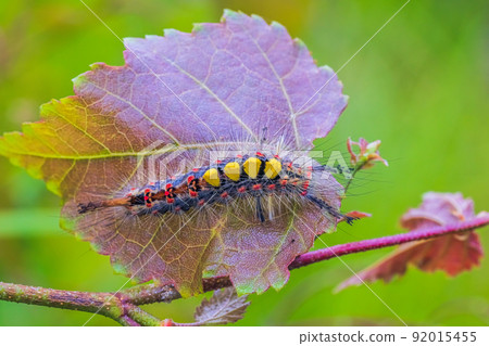 Rusty tussock moth caterpillar, Orgyia antiqua larva on leaf Rusty tussock moth caterpillar, Orgyia antiqua larva on leaf 92015455