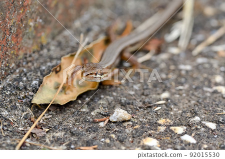 Cana snake 92015530