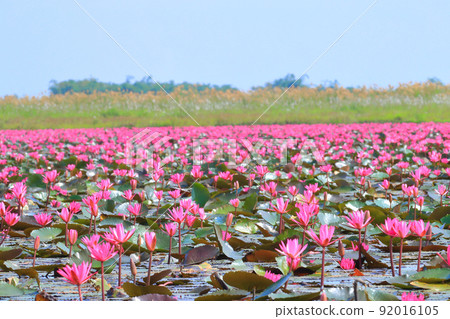 Water lily on Lake Nonhan 92016105