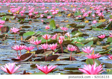 Water lily on Lake Nonhan Water lily on Lake Nonhan 92016133