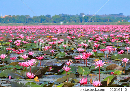 Water lily on Lake Nonhan Water lily on Lake Nonhan 92016140