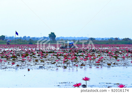 Water lily on Lake Nonhan Water lily on Lake Nonhan 92016174