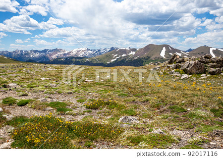 Wildflower Rocky Mountain National Park 92017116