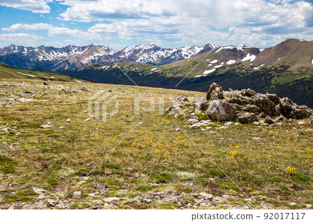 Wildflower Rocky Mountain National Park 92017117
