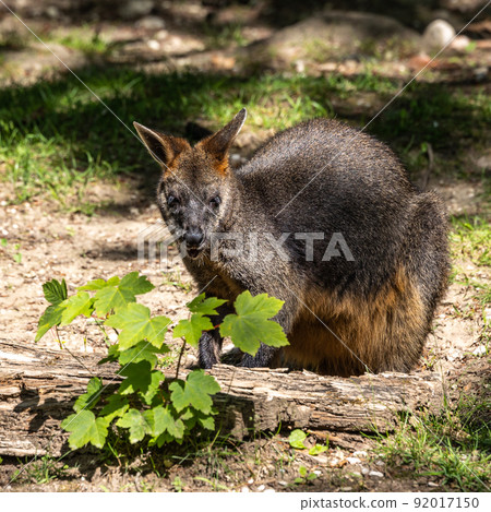 Swamp Wallaby, Wallabia bicolor, is one of the smaller kangaroos Swamp Wallaby, Wallabia bicolor, is one of the smaller kangaroos 92017150