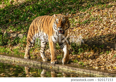 The Siberian tiger,Panthera tigris altaica in the zoo 92017153
