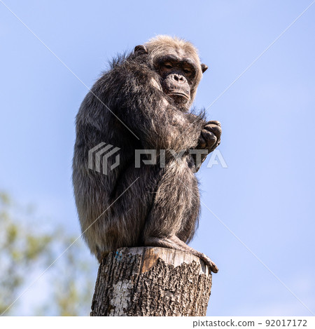 Common Chimpanzee, Pan troglodytes, popular great ape from African forests and woodlands Common Chimpanzee, Pan troglodytes, popular great ape from African forests and woodlands 92017172
