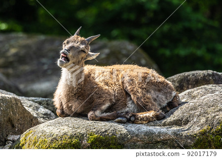 Male mountain ibex or capra ibex on a rock living in the European alps 92017179