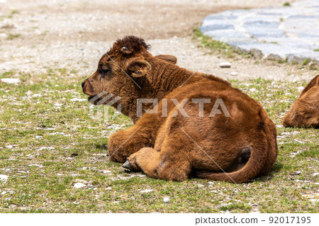 Young baby Heck cattle, Bos primigenius taurus or aurochs in a German park 92017195