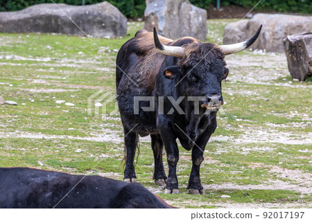 Heck cattle, Bos primigenius taurus or aurochs in a German park 92017197