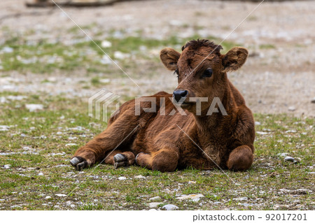 Young baby Heck cattle, Bos primigenius taurus or aurochs in a German park 92017201