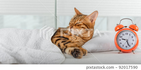 A beautiful red cat is resting on a pillow. 92017590