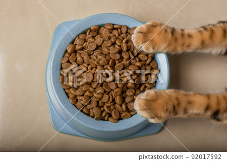 A bowl of delicious dry cat food in cat paws. 92017592