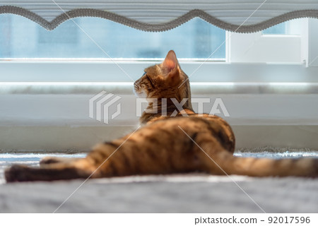 An adult Bengal cat lies on the floor near the window. An adult Bengal cat lies on the floor near the window. 92017596